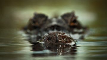 Alligator HD Wallpaper and Background Image - Android / iPhone HD Wallpaper Background Download